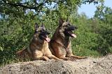 MALINOIS 053